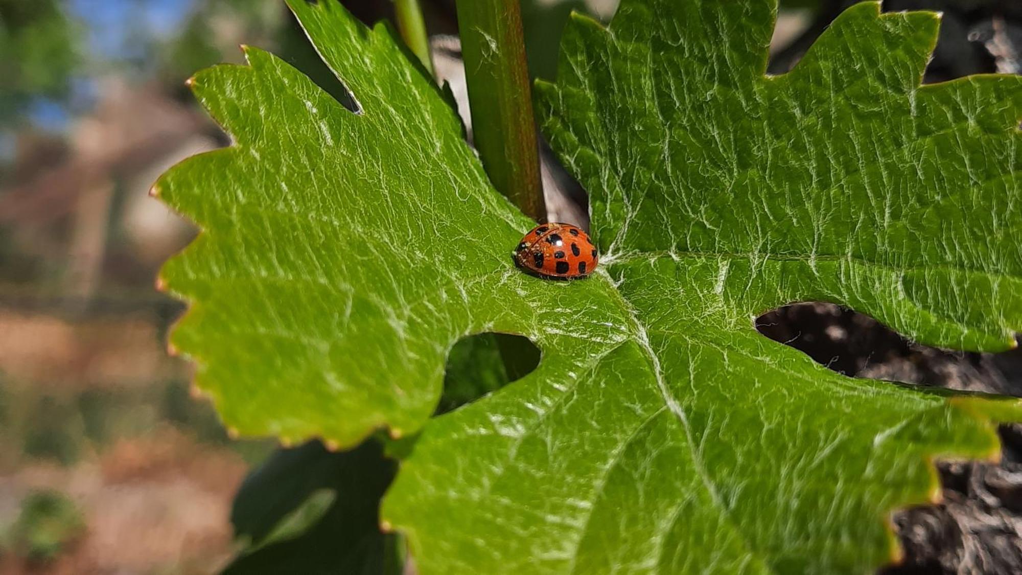 Appartamento Weinhof Kager Missiano Esterno foto