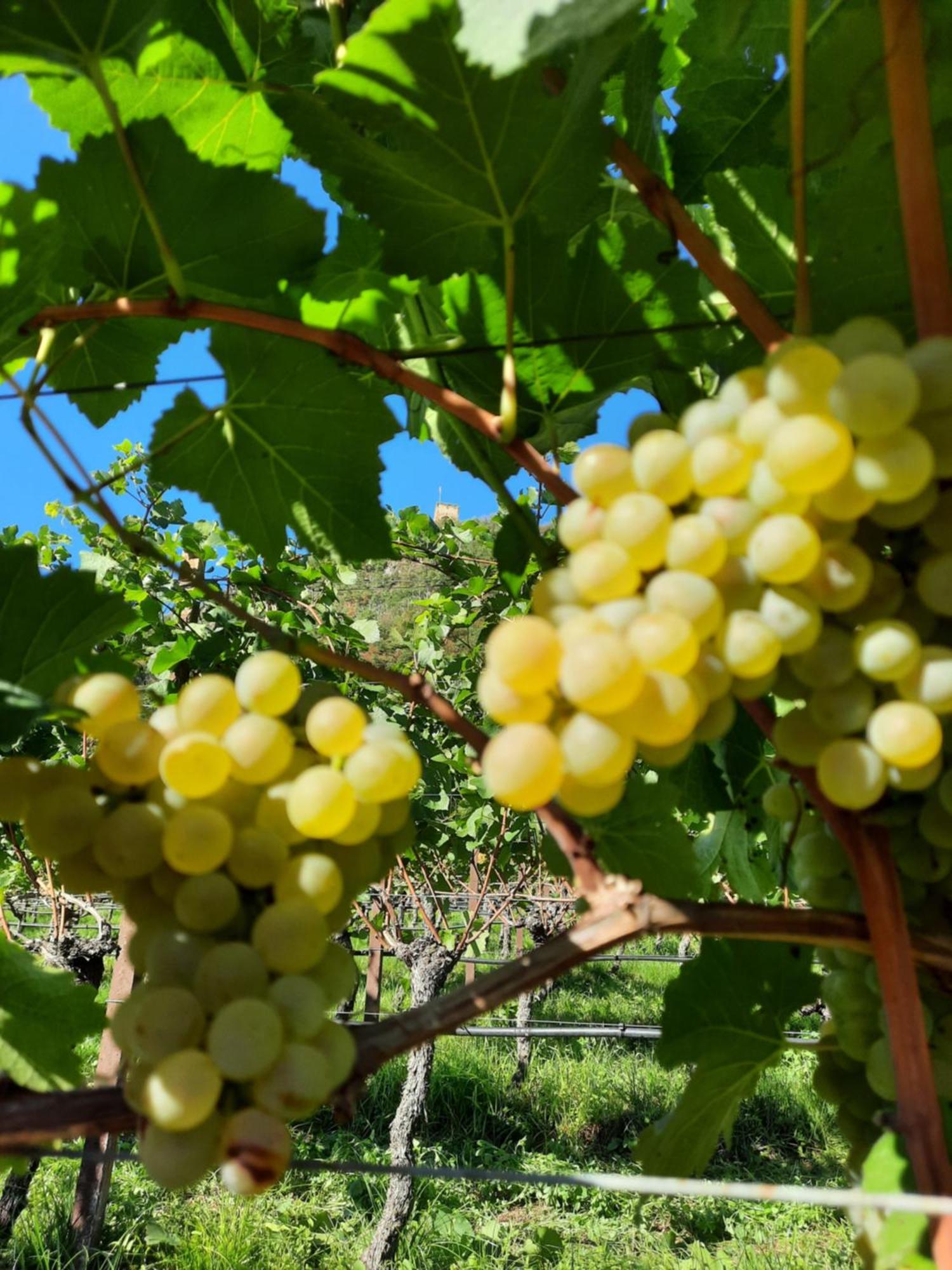 Appartamento Weinhof Kager Missiano Esterno foto