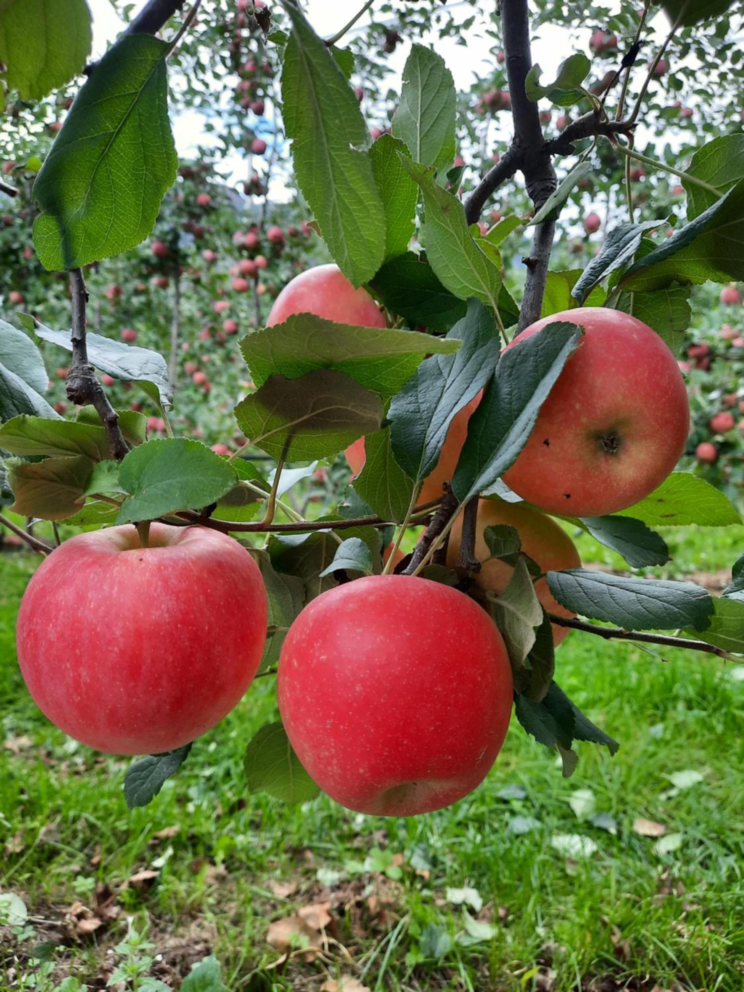 Appartamento Weinhof Kager Missiano Esterno foto
